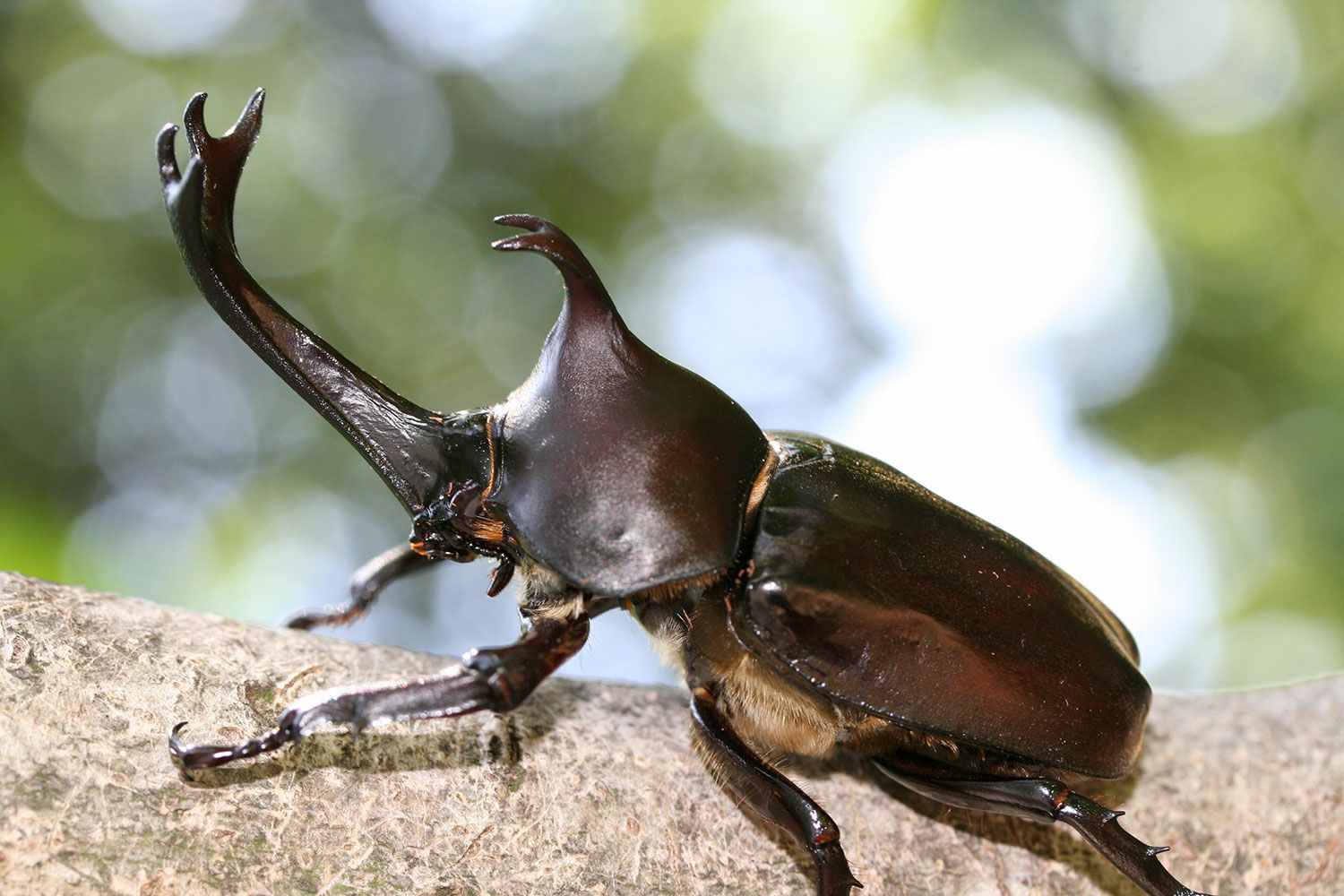 コーカサスオオカブト アトラスオオカブト｜ドルクスダンケ