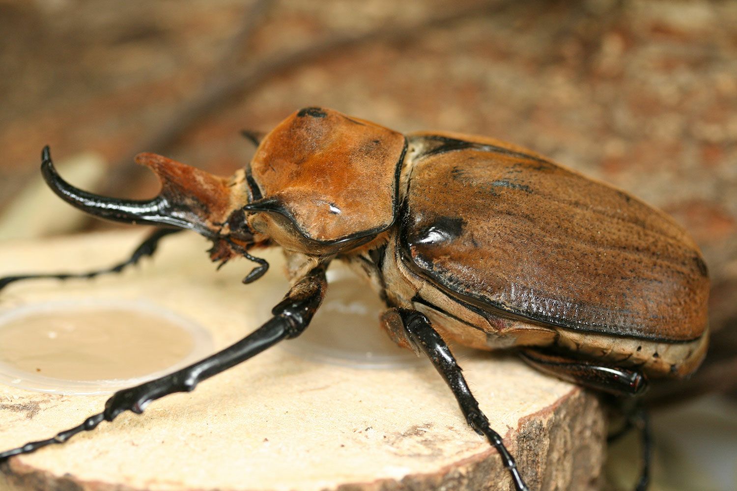昆虫標本 大型レックスゾウカブト アクティオンゾウカブト 飼育品 