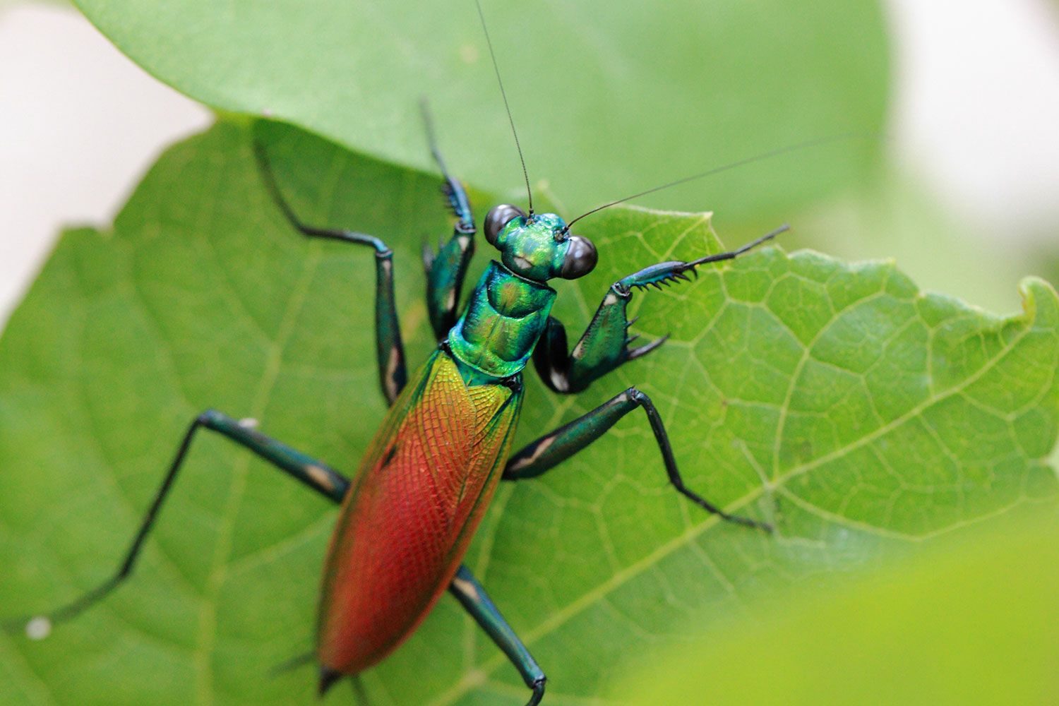 ハナカマキリ幼虫 ♂2センチ前後・♀3センチ以上・2ペアー・WD・大人気!昆虫