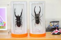 2025年 4月11日入荷(4/11から出荷予定) BEKUWA クワガタ飼育