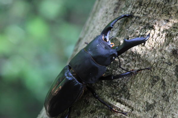 本土ヒラタクワガタ