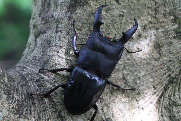 本土ヒラタクワガタ