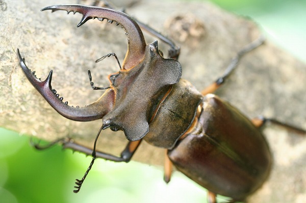 カンターミヤマクワガタ さりげ 標本