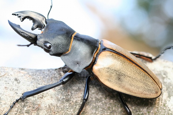 カステルナウツヤクワガタ