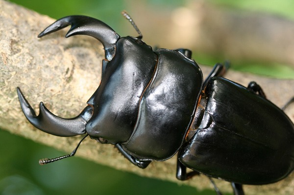 ネパールアンタエウス