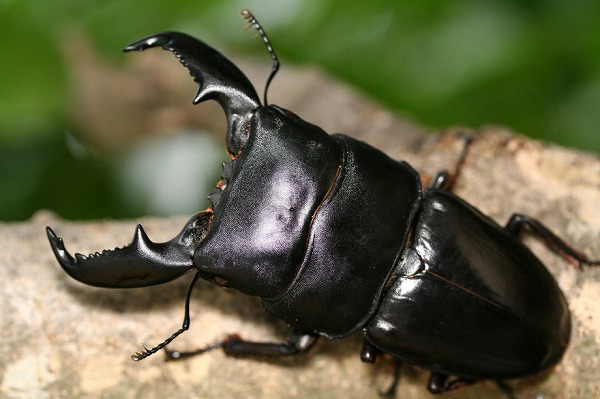 リアウ産スマトラオオヒラタクワガタ｜ドルクスダンケ