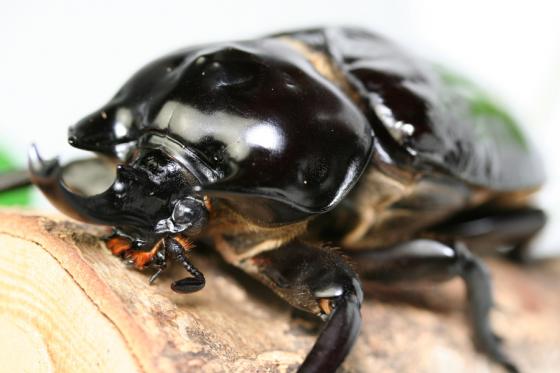 ラミレスゾウカブト