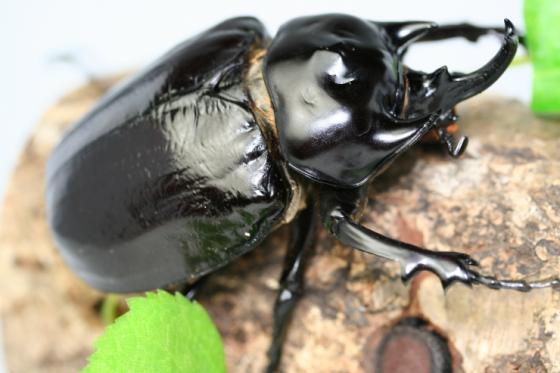 ラミレスゾウカブト｜ドルクスダンケ 