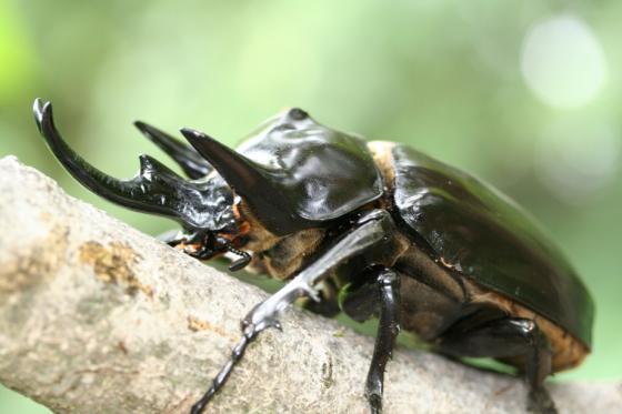 アクティオンゾウカブト(レックスゾウカブト)｜ドルクスダンケ 