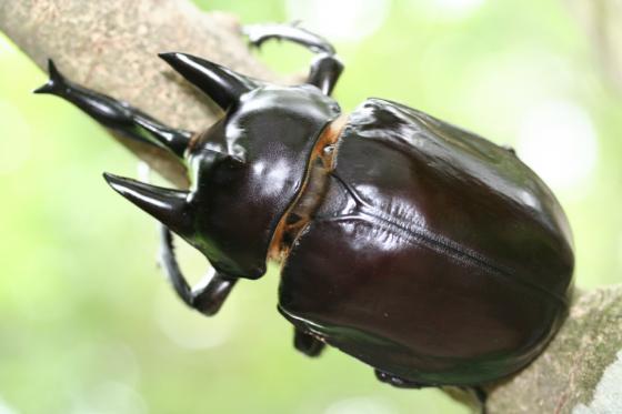 アクティオンゾウカブト ドルクスダンケ