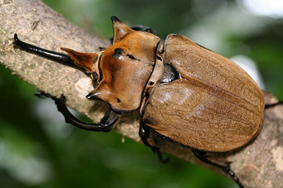 エレファスゾウカブト ドルクスダンケ