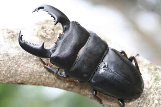 パダン産スマトラオオヒラタ｜ドルクスダンケ