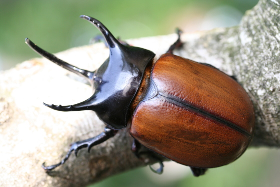 サンボンヅノカブト