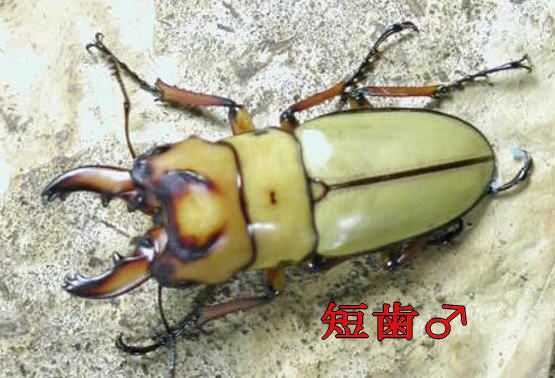 オキピタリスノコギリクワガタ