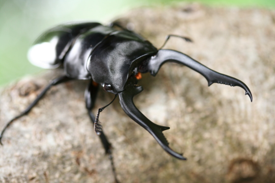 ブッダノコギリクワガタ