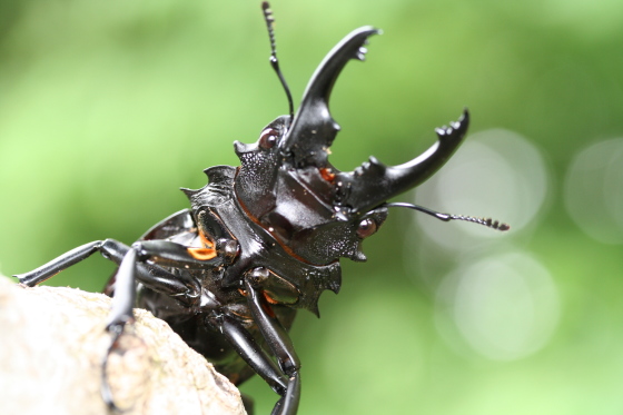 ベリコサツヤクワガタ