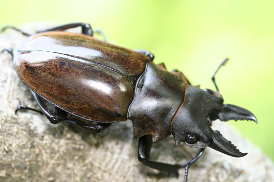 ダールマンツヤクワガタ