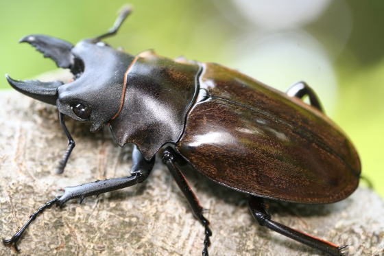 ダールマンツヤクワガタ