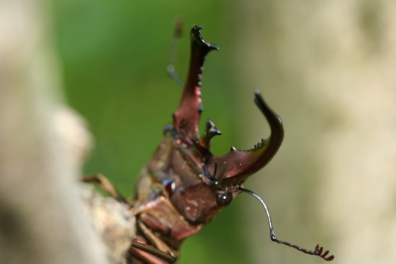 パスチュールホソアカクワガタ