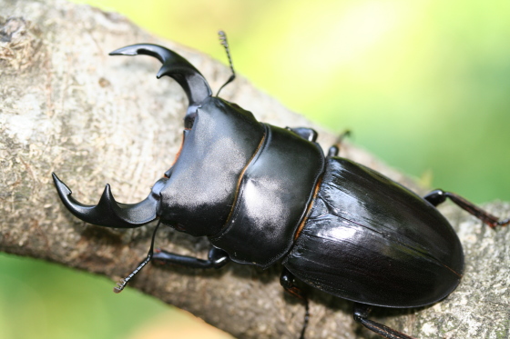 ジャワパリーオオクワガタ