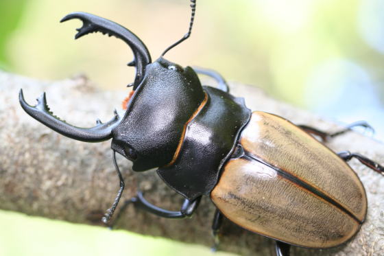 長歯形カステルナウディツヤクワガタ