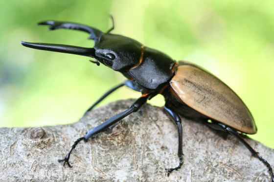 長歯形カステルナウディツヤクワガタ