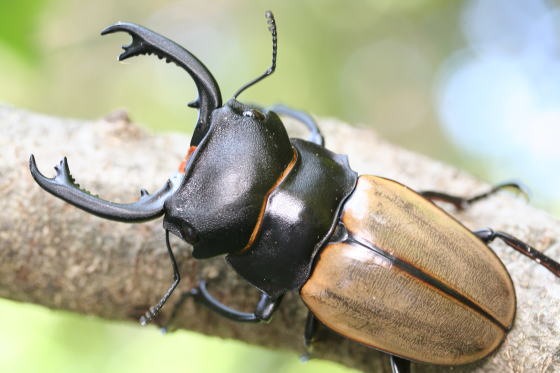 長歯形カステルナウディツヤクワガタ