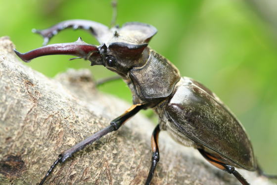 ミヤマクワガタ ドルクスダンケ