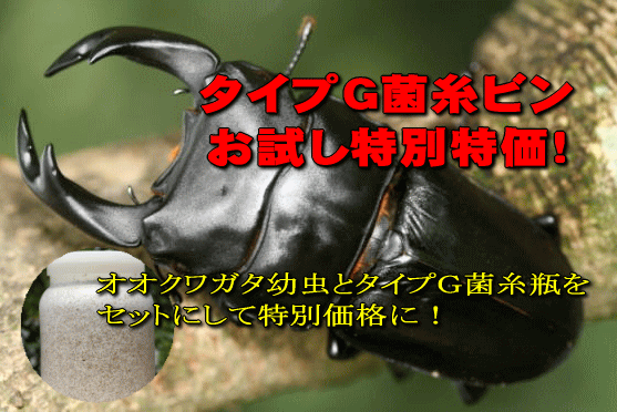 【特別価格】オオクワガタ幼虫+タイプＧ菌糸瓶