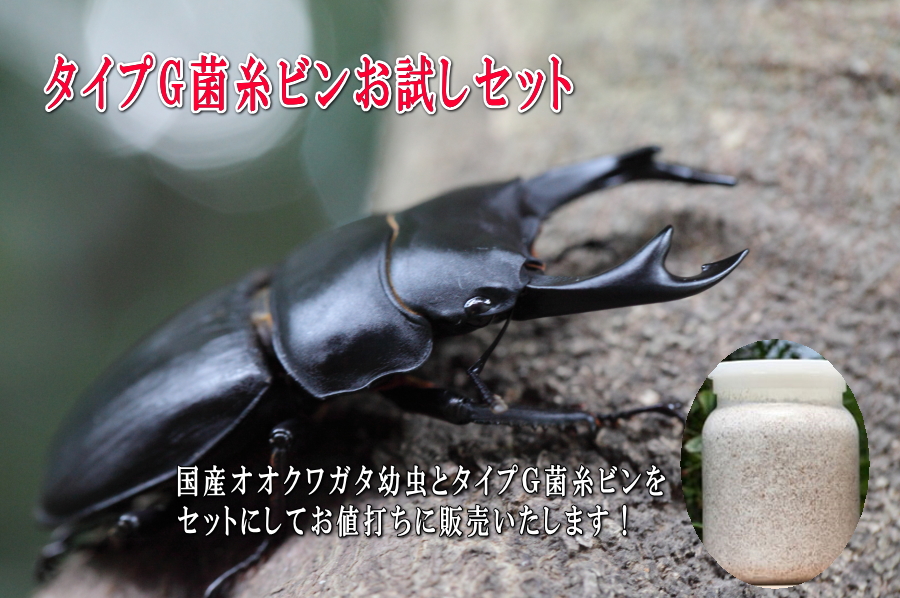 【お試しセット価格】オオクワガタ幼虫+タイプＧ菌糸瓶