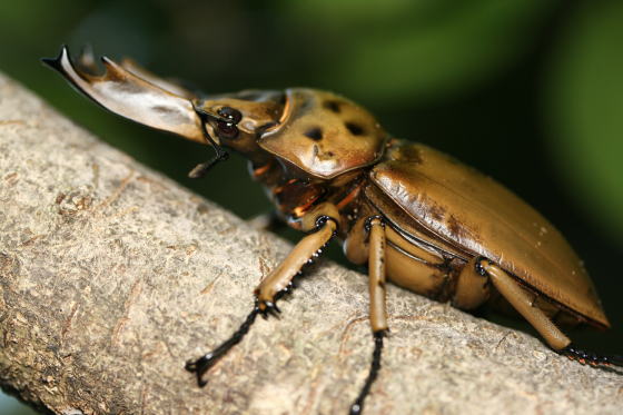 モセリオウゴンオニクワガタ