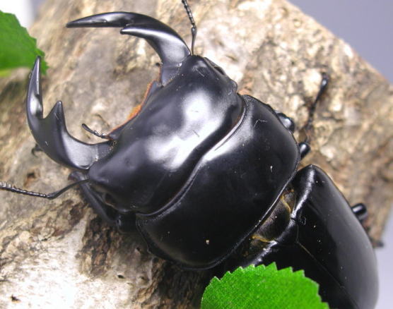 ラオスアンタエウス｜ドルクスダンケ