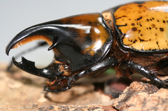 マヤシロカブト