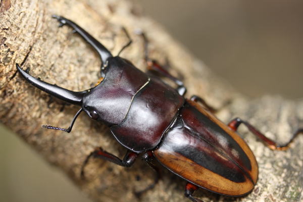 ラテラリスノコギリクワガタ