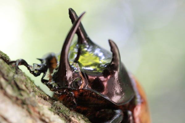 サンボンヅノカブト