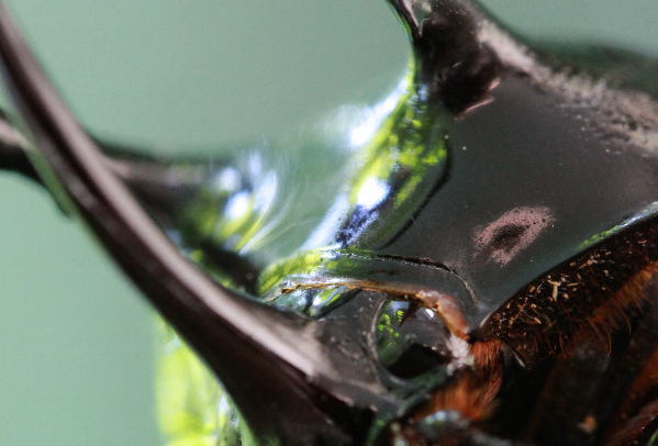 サンボンヅノカブト