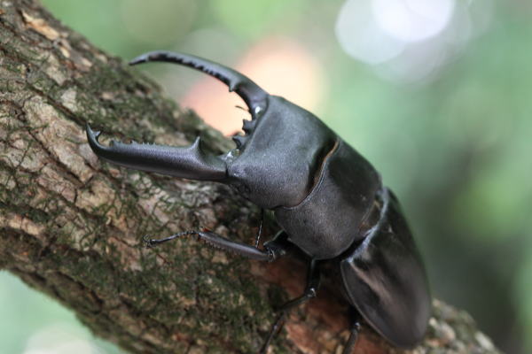 パラワンオオヒラタクワガタ