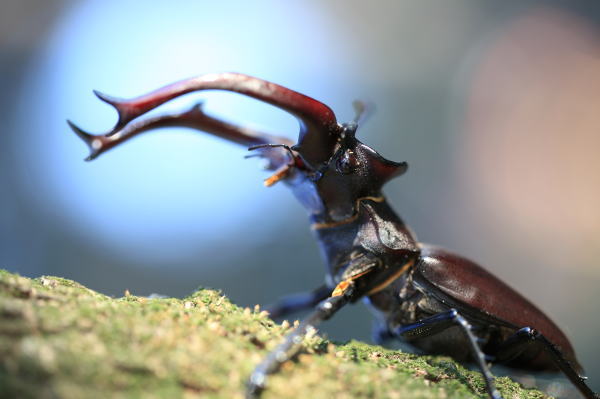 ユダイクスミヤマクワガタ♂野外標本 突き刺す 