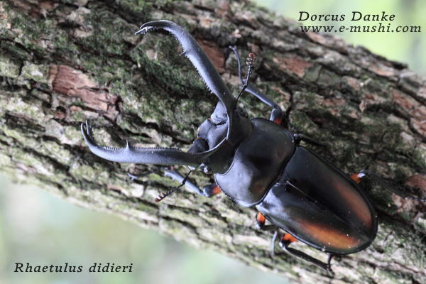 ディディエールシカクワガタ｜ドルクスダンケ 