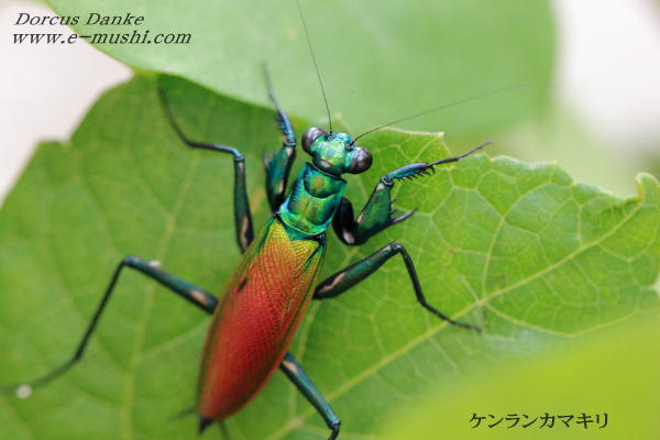 ケンランカマキリ