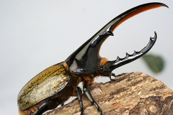 ヘラクレス ヘラクレス ヘラクレスオオカブト アウトレット