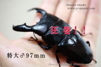 アチェ産スマトラオオヒラタ ★特大♂97mm★_イメージ