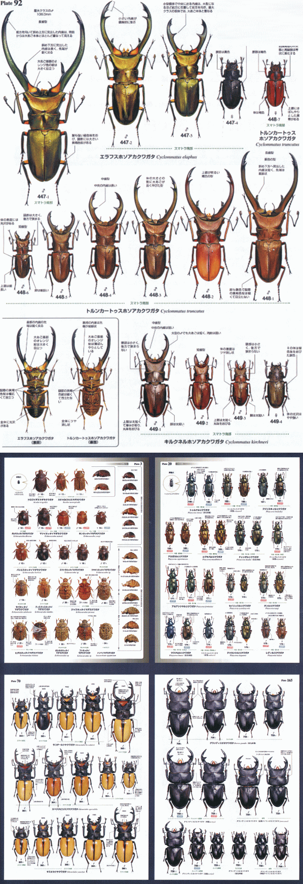 世界のオサムシ大図鑑 世界のクワガタムシ大図鑑 世界の