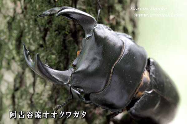 阿古谷産オオクワガタ 