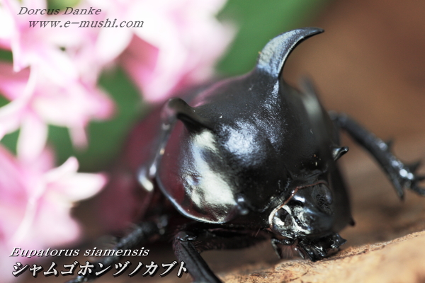 シャムゴホンヅノカブト