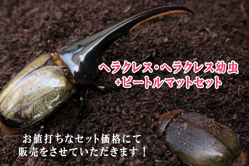 ヘラクレスオオカブト