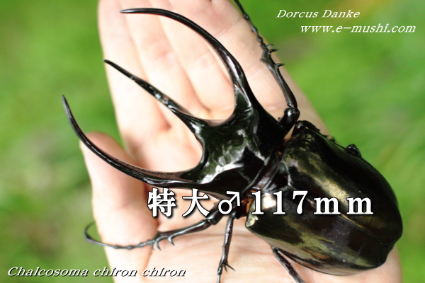 虫虫カフェ 熊猫蟷螂 トウトウ （せかいの昆虫たちが大集合＆昆虫 
