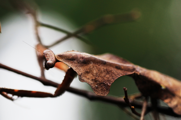 ヒシムネカレハカマキリ