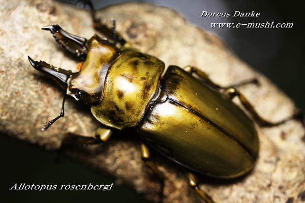 ローゼンベルグオウゴンオニクワガタ｜ドルクスダンケ 