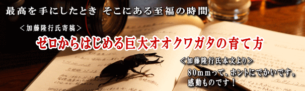 ゼロからはじめる巨大オオクワガタの育て方